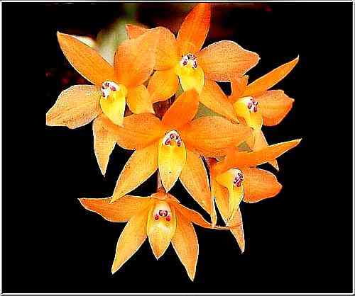 Sophronitis cernua
